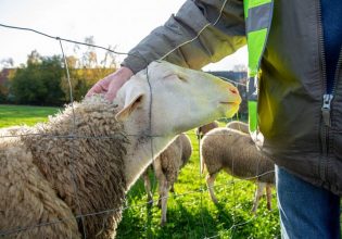 Βόρεια Εύβοια: Ξεκινούν παραδόσεις ζωοτροφών στους πληγέντες κτηνοτρόφους