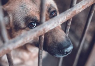 Ποινή φυλάκισης σε άντρα για κακοποίηση τεσσάρων σκυλιών στη Ρόδο