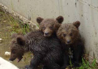 Φλώρινα: Η στιγμή που τρία μικρά αρκουδάκια εγκλωβίζονται σε φράγμα – Η απελπισία της μαμάς αρκούδας