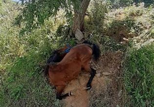 Κακοποίηση αλόγου στη Τζιά – Συνελήφθη ο ιδιοκτήτης