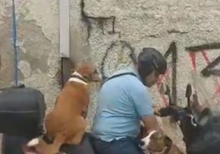 Χανιά: Άνδρας κάνει τρικάβαλο με δύο σκυλιά στο μηχανάκι – «Δεν είναι επικίνδυνο, το κάνω 13 χρόνια»