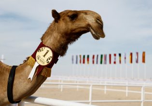 Ντουμπάι: Βιομηχανία κλωνοποίησης καμήλων για αγώνες και καλλιστεία