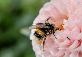 Μέλισσες: Νέα στοιχεία για την εκτίμηση των κινδύνων από τα φυτοφάρμακα
