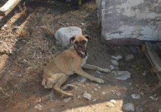 Κακοποίηση ζώων: Σκύλος βρέθηκε σκελετωμένος και αλυσοδεμένος – Συγκλονίζουν οι εικόνες