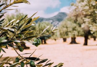 GreekCert: Δημιουργία πιστοποιημένων φυτειών ελιάς, εσπεριδοειδών και συκιάς