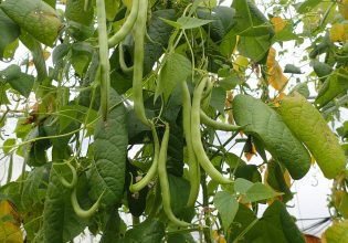 Φασολάκι: Πώς να αντιμετωπίσετε τις προσβολές στις θερμοκηπιακές καλλιέργειες