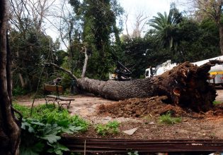 Πτώση δέντρου στη Θεσσαλονίκη: Εξιτήριο για τον 18χρονο – «Ευτύχημα που δεν έγινε κάτι χειρότερο»