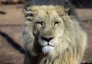 Λιοντάρι κυκλοφορεί ελεύθερο στο Βερολίνο – Τι έχει συμβεί