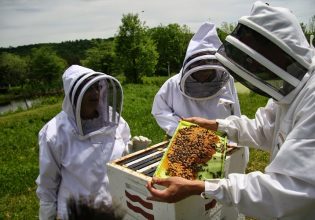 Μελισσοκομία: Μέχρι πότε υποβάλλονται αιτήσεις για το πρόγραμμα του 2023