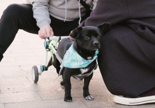 Μεγαλείο ψυχής: Έμαθε την ιστορία ανάπηρου σκύλου και του «χάρισε πόδια»