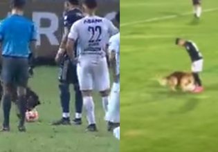 Σκυλί «εισέβαλε» σε γήπεδο ποδοσφαίρου και «έκλεψε» τις εντυπώσεις