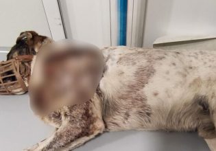 Κακοποίηση ζώου: Πέθανε το αδέσποτο σκυλί της Αργαλαστής Βόλου – Είχε πυροβοληθεί πάνω από 20 φορές