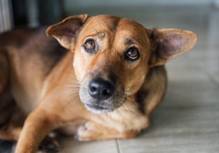Κακοποίηση ζώου: Τέσσερα σκυλιά βρέθηκαν υποσιτισμένα σε κοτέτσι στο Ηράκλειο – Κατέληξε το ένα