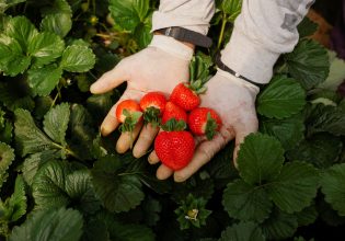 Ισπανία: Οι «φράουλες της ξηρασίας» και οι οργισμένοι Ανδαλουσιανοί παραγωγοί