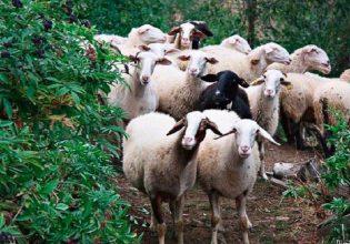 Λακωνία: Εντοπίστηκαν κρούσματα φυματίωσης των αιγοπροβάτων