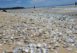 Χιλιάδες νεκρά ψάρια ξεβράστηκαν σε παραλία της Ταϊλάνδης – Τι λένε οι ειδικοί