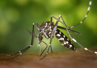 Κουνούπια: Νέα είδη στην Ευρώπη αυξάνουν τον κίνδυνο ασθενειών