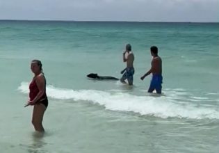 Αρκούδα βούτηξε στη θάλασσα για να δροσιστεί στη Φλόριντα
