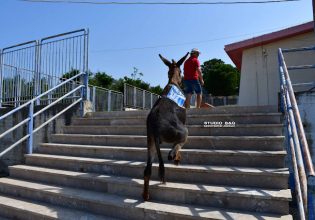 Εκλογές 2023: Πήγε να ψηφίσει μαζί με το γαϊδουράκι του