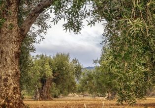 ΚΑΠ: Πώς θα επιδοτηθούν μνημειακοί ελαιώνες 800-1.000 χρόνων