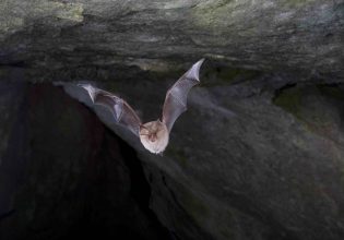 Κοροναϊός: Συγγενείς του SARS-CoV-2 βρέθηκαν σε νυχτερίδες που ζουν και στην Ελλάδα
