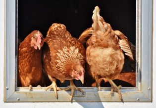 Με ελληνικό κοτόπουλο αρχίζουν να μαγειρεύουν και οι ξένοι – Σε τροχιά ανόδου οι εξαγωγές