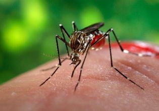Κύπρος: Εκατοντάδες χιλιάδες στειρωμένα κουνούπια απελευθερώνονται για να μειωθεί ο πληθυσμός