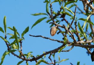 Αμυγδαλιά: Πότε ψεκάζουμε για ακάρεα και κοκκοειδή