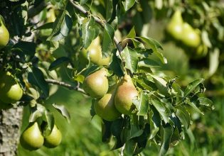 Μηλοειδή: Φυτοπροστασία κατά των προσβολών από ασθένειες και εχθρούς