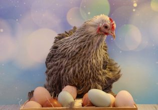 Πτηνοτροφία: Θετικό πρόσημο για την παραγωγή ελληνικών αυγών – Οι ιδιαιτερότητες