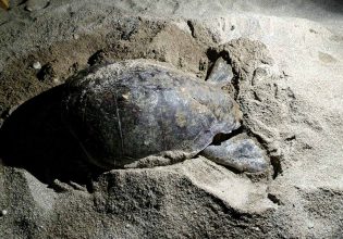 Ρέθυμνο: Θαλάσσια χελώνα έψαχνε επί ώρες να βρει χώρο ανάμεσα σε ξαπλώστρες για να γεννήσει τα αυγά της