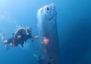 Δύτες συνάντησαν ένα τεράστιο ψάρι «κουπί» και αυτό προμηνύει μεγάλη καταστροφή