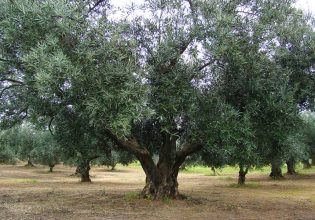 Κρήτη: Ανομοιομορφία των καρπών της ελιάς – Δυσκολίες με τον δάκο