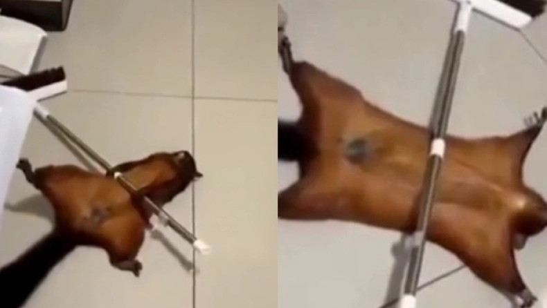 Ο πιο έξυπνος σκίουρος στον κόσμο: Σκηνοθετεί τον... θάνατό του και γίνεται viral - Ξεκαρδιστικό βίντεο