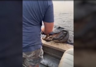 ΗΠΑ: Τεράστιος αλιγάτορας σκαρφάλωσε σε σκάφος και κατατρόμαξε τους επιβάτες