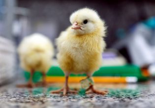 «Ματωμένα» αβγά: Η γενετική μηχανική υπόσχεται να ξεπλύνει τη μεγάλη αμαρτία της πτηνοτροφίας