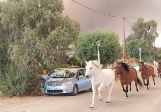 Φωτιά στη Ρόδο: Άλογα τρέχουν για να γλιτώσουν από την πύρινη λαίλαπα