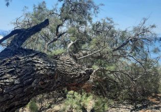Εύβοια: Κομμάτι δέντρου έπεσε σε απόσταση αναπνοής από λουόμενους