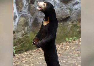 «Οι αρκούδες μας είναι αληθινές» διαβεβαιώνει ζωολογικός κήπος μετά τις υποψίες για μεταμφιεσμένους ανθρώπους