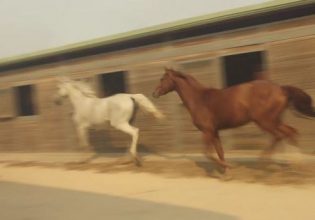 Ανάβυσσος: Στις φλόγες ο Ιππικός Όμιλος – Φοβισμένα άλογα τρέχουν να σωθούν