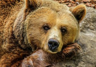 Χαλκιδική: Αρκούδα εμφανίστηκε ξανά στον Ταξιάρχη – Κατέστρεψε μελίσσια, άρπαξε πρόβατα