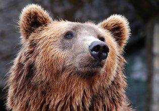 Καφέ αρκούδα: Σκότωσε 26χρονο στις Άλπεις – Αναβλήθηκε η θανάτωσή της, αντιδρούν φιλοζωικές οργανώσεις