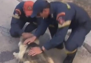 Φωτιά στον Κουβαρά: Πυροσβέστες παρηγορούν φοβισμένο σκυλάκι