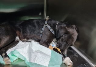 Κτηνωδία στην Κρήτη: Προσπάθησαν να ευνουχίσουν σκύλο – Έδεσαν με tie wrap τα γεννητικά του όργανα
