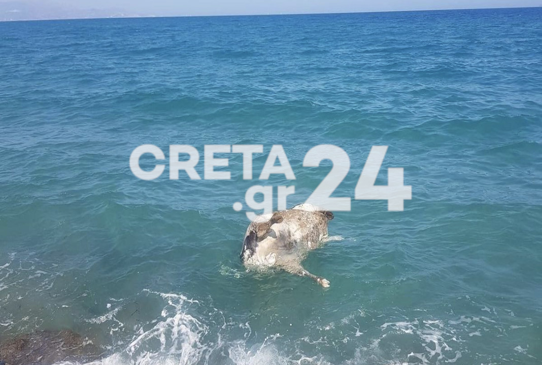 Ηράκλειο: Νεκρή αγελάδα μέσα στη θάλασσα - Δείτε φωτογραφίες