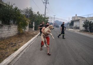 Φωτιά στη Φυλή: Κάτοικοι σώζουν τα ζωάκια τους από τη φωτιά – Συγκλονιστικές εικόνες