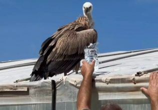 Κρήτη: Εξαντλημένο και σε άσχημη κατάσταση βρέθηκε σε θερμοκήπιο άγριο πτηνό