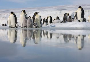 Κλιματική κρίση: Πως επηρεάζει τους αυτοκρατορικούς πιγκουίνους