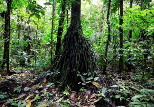 Τροπικά δάση: Απειλείται η φωτοσύνθεση και η επιβίωσή τους λόγω ζέστης