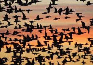 Τα ακραία καιρικά φαινόμενα θα επηρεάσουν πολύ σοβαρά τη μετανάστευση των πτηνών